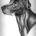 Stormy Dog Portrait